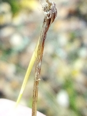 Carex lectissima