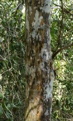 Ochna arborea
