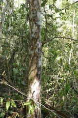 Ochna arborea