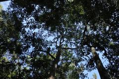 Ochna arborea