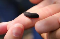 Peripatopsis clavigera