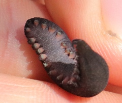 Peripatopsis clavigera