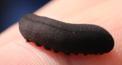 Peripatopsis clavigera