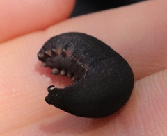 Peripatopsis clavigera