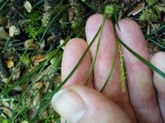 Carex lectissima