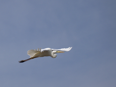 Ardea alba