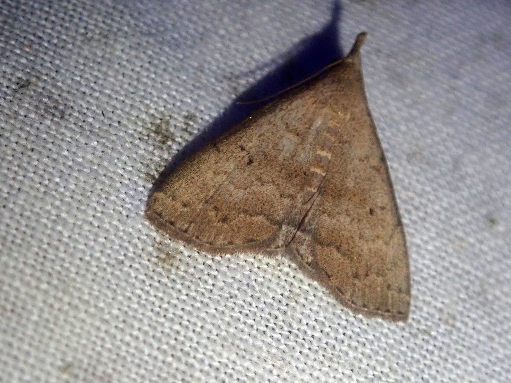 Polypogon decipiens