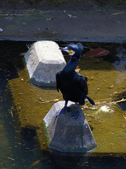 Phalacrocorax carbo