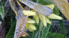 Posidonia australis