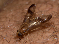 Tabanocella