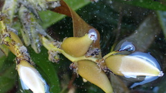 Posidonia australis