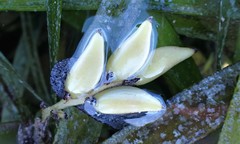 Posidonia australis