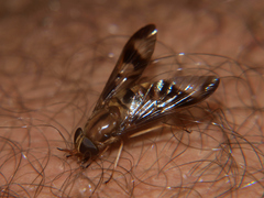 Tabanocella