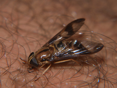 Tabanocella