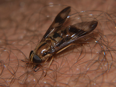 Tabanocella
