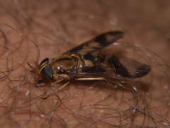 Tabanocella