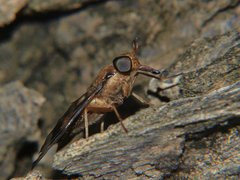 Tabanocella
