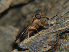 Tabanocella