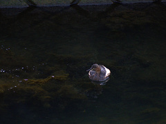 Tachybaptus ruficollis