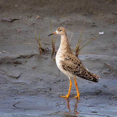 Combatiente (Calidris pugnax)