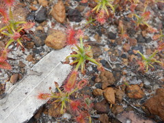 Drosera scorpioides