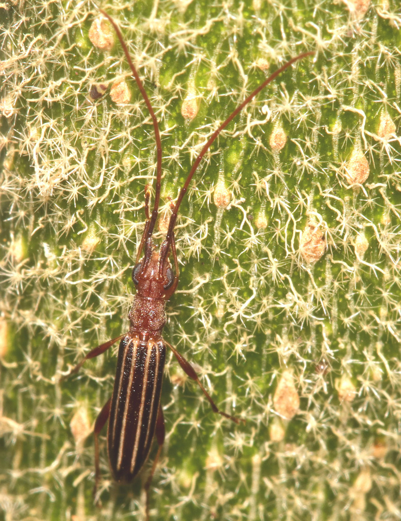 Syllitus in October 2017 by juliegraham173 · iNaturalist