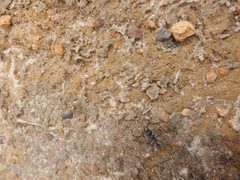 Myrmecia mandibularis