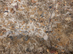 Myrmecia mandibularis