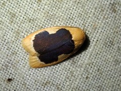 Pseudoblabes oophora