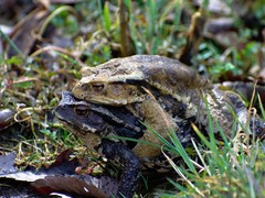Bufo formosus