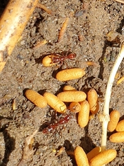 Austroponera castaneicolor