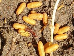 Austroponera castaneicolor
