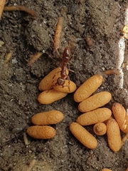 Austroponera castaneicolor