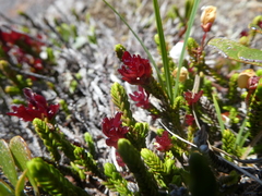 Exobasidium cassiopes