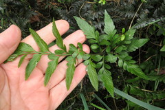 Asplenium lyallii