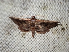 Collinsa commanotata