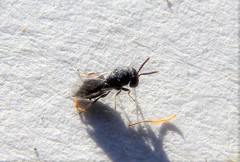 Pteromalus
