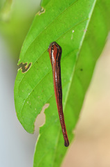 Haemadipsa picta
