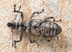 Polydrusus pilosus
