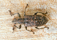 Polydrusus pilosus