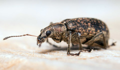 Polydrusus pilosus