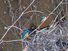 Alcedo atthis