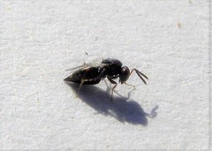 Pteromalus