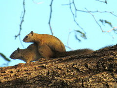 Paraxerus cepapi cepapi