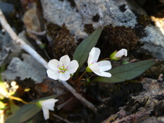 Claytonia multiscapa pacifica
