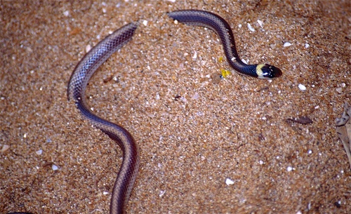 Light-banded Dwarf Snake
