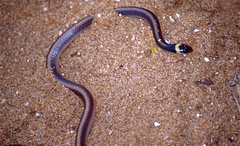 Light-Banded Dwarf Snake photo 1