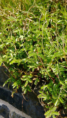 Acaena pallida