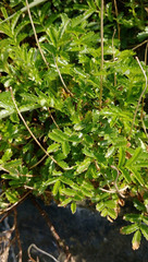 Acaena pallida