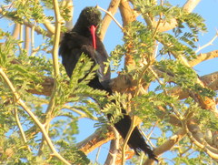 Phoeniculus purpureus angolensis